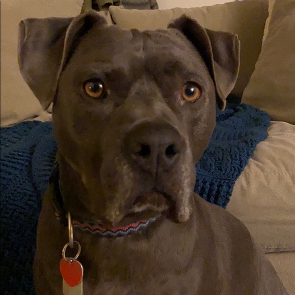 Meet your Posher, Amelia - Picture 1 of 1